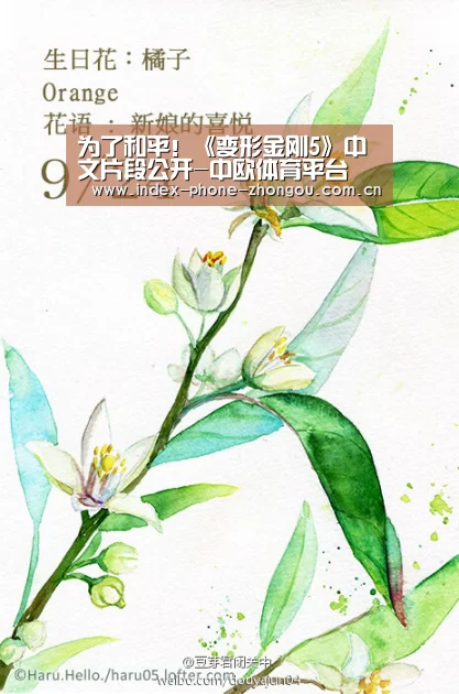 中欧体育